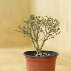 단정화 소품 포트 12 연보라색 봄초여름꽃 꽃나무분재