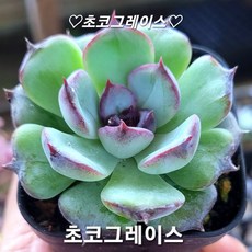 [예쁜다육 희귀다육] 한눈에 몰아보기, 14번- 미니다육 초코 그레이스, 1개
