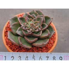 벨루스 (꽃이 아름다워요) 다육이 토분에 심어서 분째배송합니다. 로뎀다육, 1개, 계절에따라변화
