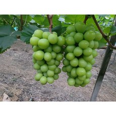 샤인머스켓 청포도 캠벨포도 씨없는 포도, 1박스, 1수 500g