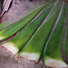 촉촉하고 깔끔한 자연의 맛 식용 생 잎 베라 알로에, 1박스, 3kg