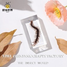 곤충 표본 자연의 세계에 대한 엿보기, 7 3cm centipede