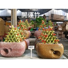 霏霏園藝 開運竹 居家擺飾, 1個