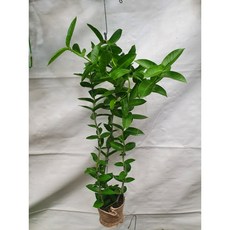 [최강플랜트] 호야 덴시폴리아호야 호야덴시폴리아 최강행잉 수입호야 호야분양 덴시폴리아, 1개