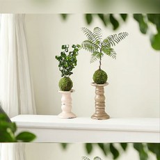 모어픽 코케다마 이끼볼 공기정화식물, 1개, 코케타마 이끼볼