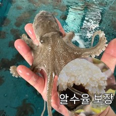 국산 알배기 활 쭈꾸미 당일경매 알수율보장 알쭈꾸미, 1개, 3kg