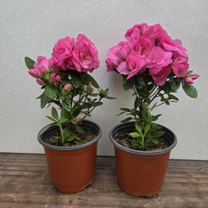 [용이네 화원] 장미철쭉 [2개묶음 1+1 무료배송] 10cm 화분 아제리아 방울 철쭉 서양철쭉 169, 2개, 랜덤