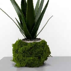 이끼 조화 100g, 1개