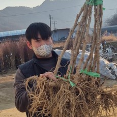 신구 두릅나무 묘목 상묘, 신구두릅나무 상묘1.5-2년