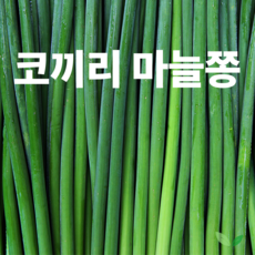 [초특가할인] 국내산 마늘쫑 코끼리마늘쫑 대왕마늘쫑, 1개, 코끼리 마늘쫑 1kg