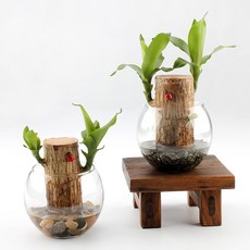 가꾸지오 수경식물 샤베트행운목 24종 DIY SET, 맥반석, 맥반석