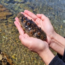 신선계절가 통영 앞바다 제철 해삼, 1개, 500g
