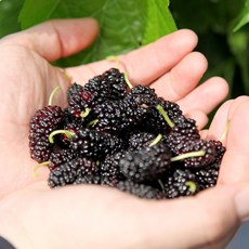 오디 상품 5kg 10kg 과상2호 청일 품종 (벌크포장) 뽕나무열매, 1개, 상품(과상2호) 10kg