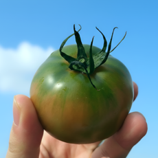 (산지직송) 프리미엄 대저 짭짤이 토마토 특품 일반 1kg 2.5kg, 1박스, 특품(S-3S)과 1kg