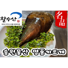 [활수산] 왕키조개 1+1=2마리 큼지막한 관자 구이용 찜용, 1개, 2kg