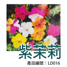 醬米資材 DIY種子栽種紫茉莉盆栽組 新手適用 陽台室內盆栽 輕鬆體驗種植樂趣, 1個, Multi-color