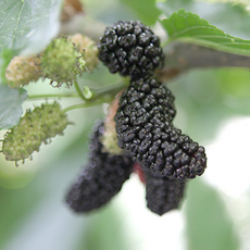 예약주문(6월4일 배송시작) - 오디 5kg (품종:과상2호), 1개