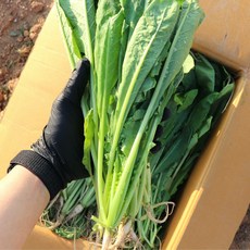 농산물마루 국내산 산지직송 아삭아삭 열무 어린열무, 1박스, 1.5kg