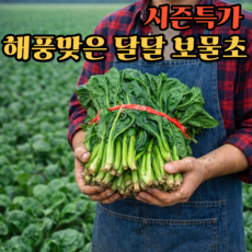 [무배 제철특가] 해풍재배 보물초 섬초 시금치 달콤한 뿌리 산지선별, 1박스, 500g