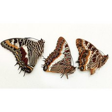 蟲新發現 蝴蝶標本A1，非洲雙尾蛺蝶三種一組，未展翅乾燥標本，昆蟲收藏，自然科學教育