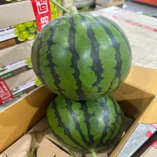 청담농수산 산지직송 고당도 정품 겨울 꿀수박, 1개, 정품 3-4kg 미만