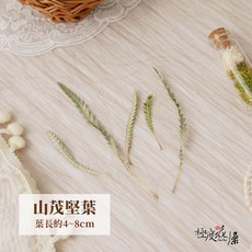 極度花燥 山茂堅 花材 葉材 澳洲進口 乾燥葉, 【山茂堅葉】一份5片,一份