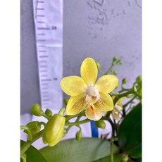 [루반정원] 골든진주, 1개