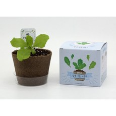 팜팜농장 상추, 단품, 1개