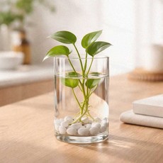 실내 꽃꽂이 유리화병 수경재배 거실 투명 인테리어 식물 장식꽃병 8x13cm