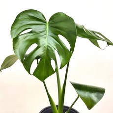 몬스테라 델리시오사 소형 (찢잎아님)20~40cm 49, 1개