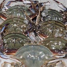 서해꽃게 서산꽃게 서천꽃게 꽃게제철 1kg, 꽃게 1kg, 1개