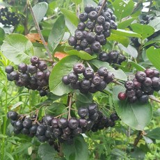 [소비자선택1위] 눈에 좋은 안토시아닌풍부 농가직송 아로니아 생과 냉동, 1개, 다보 아로니아 줄기제거 특품 1kg