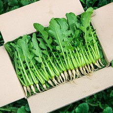 채소한 포천 어린열무 싱싱 국내산 수확, 4kg, 1개