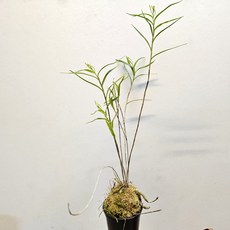 꽃대가 있는 ~센트라데니아, 1개