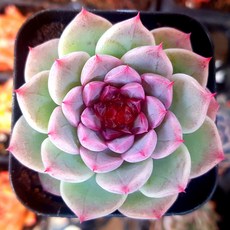 힐링 다육이 다육식물 예쁜다육, 11번-레드벨벳 미니다육, 1개