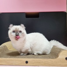 고양이 라운드 소파 스크래쳐 M 편안한 휴식공간 dhy3277Ju