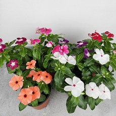 아비가든 일일초 1+1 매일초 매일 꽃피는 봄꽃 꽃모종 생화 모종, 1세트, 4색+받침4개