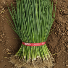 국산 대파모종 실파 종자 외대파, 2개