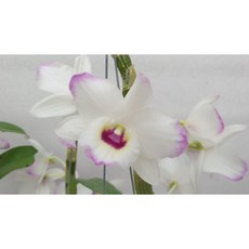 [신라난농원]덴드로비움.러브메모리 피즈.특대품.석곡.노빌계.토분..향기좋음.고급스러운 크림핑크색.고급.인기품종.필독뒷사진참고., 1개