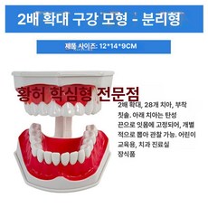 구강 실습 치아 분리 스케일링 덴티폼 교육 연습 이빨, 2배 구강(하부 분리 가능), 1개, 1L
