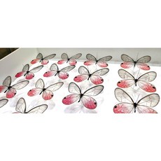 蟲新發現 昆蟲標本A1 紅紋透翅蝶 展翅5-6CM 秘魯產 高品質收藏, 未展翅乾貨