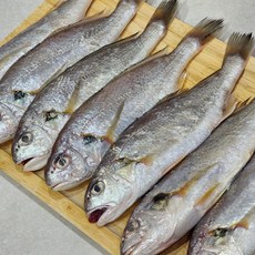 생물 백조기 1kg(5~8마리 내외), 1개, 1kg