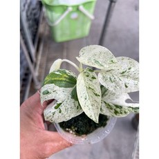 霏霏園藝 大理石拎樹藤, 1個