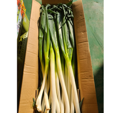 수입 대파 5kg 중국산 깐대파 손질대파 식자재 업소용 도매, 1개