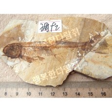 전시용 물고기 과학 표본 지질학 수석 화석, 울프핀 물고기 92