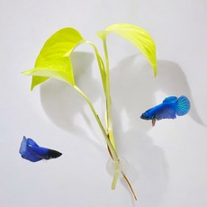 미미네아쿠아 부착 은신처 베타침대 - 형광스킨답서스, 1개