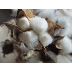 목화열매( 목화송이 ) 1 개, 1개