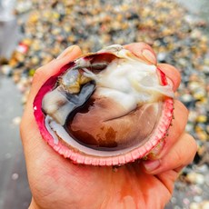 [산지직송] 여수 자연산 완전손질 새조개 급냉, 1개, 200g_(15미 내외)