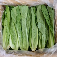 야채삼촌 로메인 통로메인 로메인상추 1.8kg ~2kg 직송, 1개, 1.8kg~2kg
