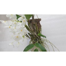 [신라난농원]덴드로비움.Den.Farmeri alba 파메리알바 쓰리립.굴피걸이.예쁜흰색꽃이 장관입니다.벌브에 각이 있습니다.좋은향.고급종.인기품종.필독뒷사진참고, 1개